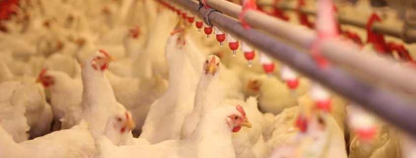 Reduction of Ammonia Emission in Chicken Farms by Improved Water systems